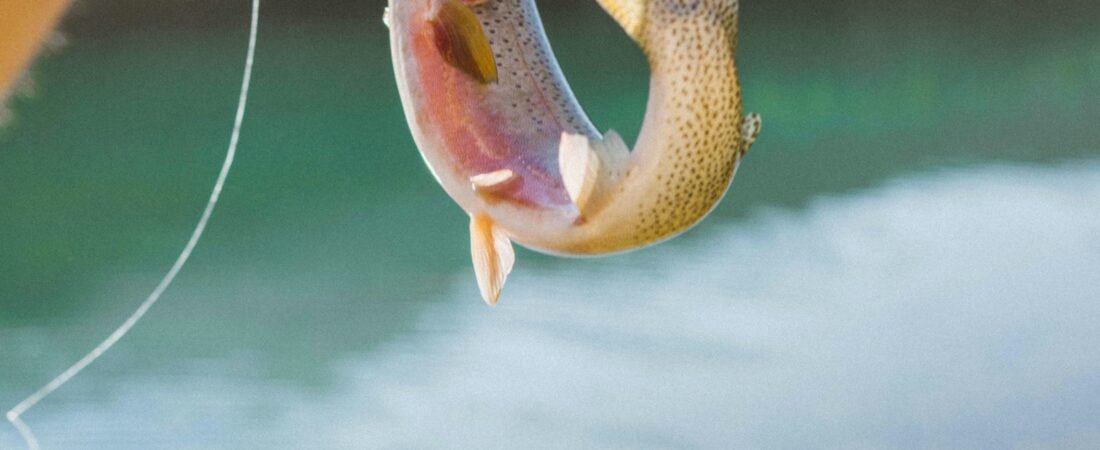 S’émerveiller devant les insectes qui dansent sur l’eau