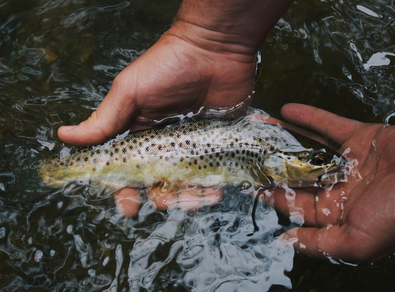 Observer la faune sauvage en pêchant
